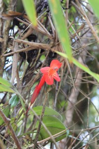 Cameron Highlands-058